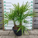 Palma konopná (Trachycarpus fortunei) - výška kmeňa 10-20 cm, celková výška 60-90 cm - 3-4 palmy v jednom kvetináči, kont. C20L (-17°C) 